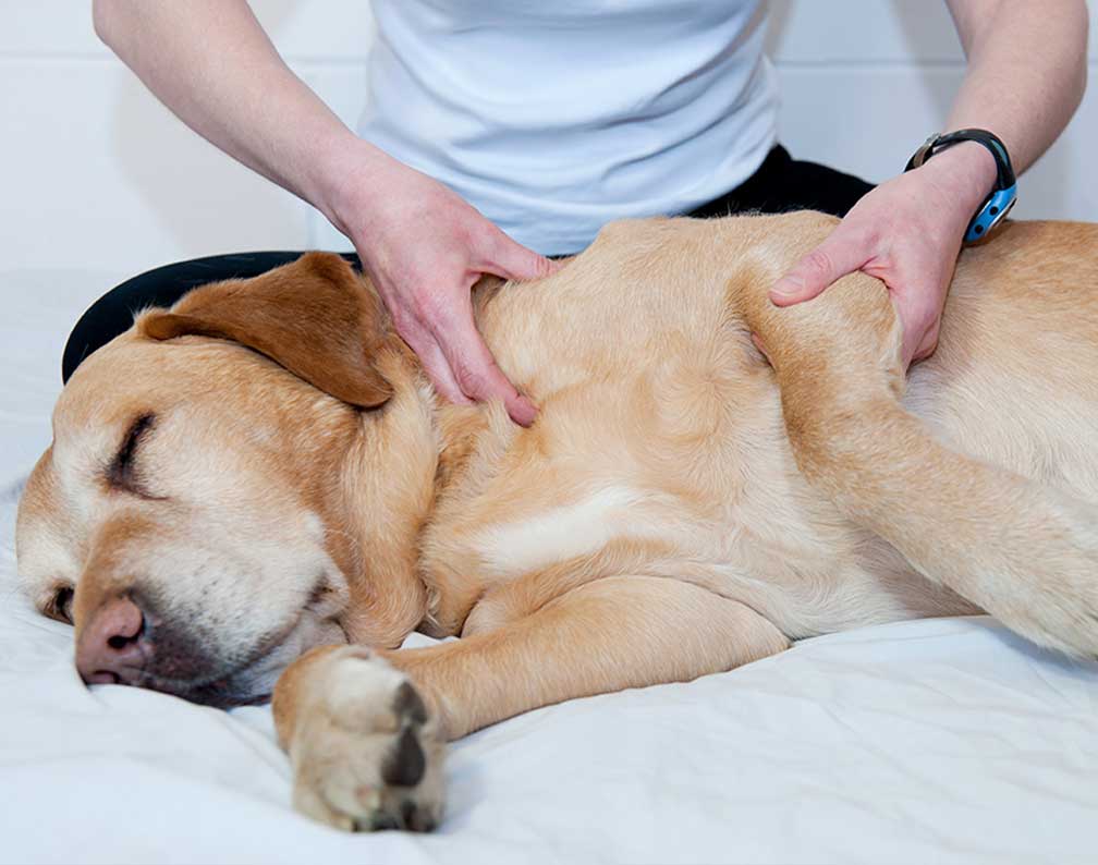 Dyretelepatør | Telepati m. Hund | Kropsterapi & Healing Dyr