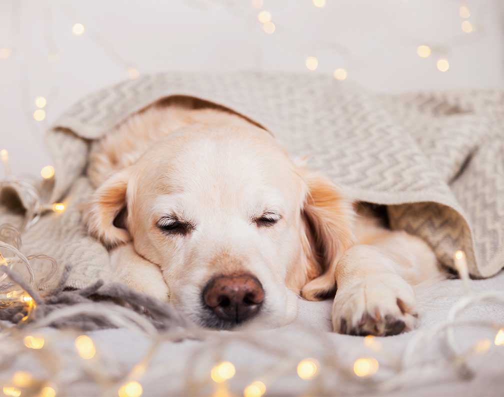 Healing til hund - Fjernhealing v. Berit Højgaard