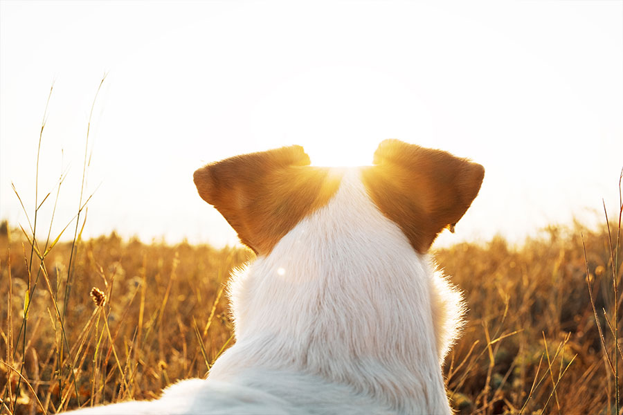 Telepati med din hund – Berit Højgaard Telepati med din hund - Berit Højgaard