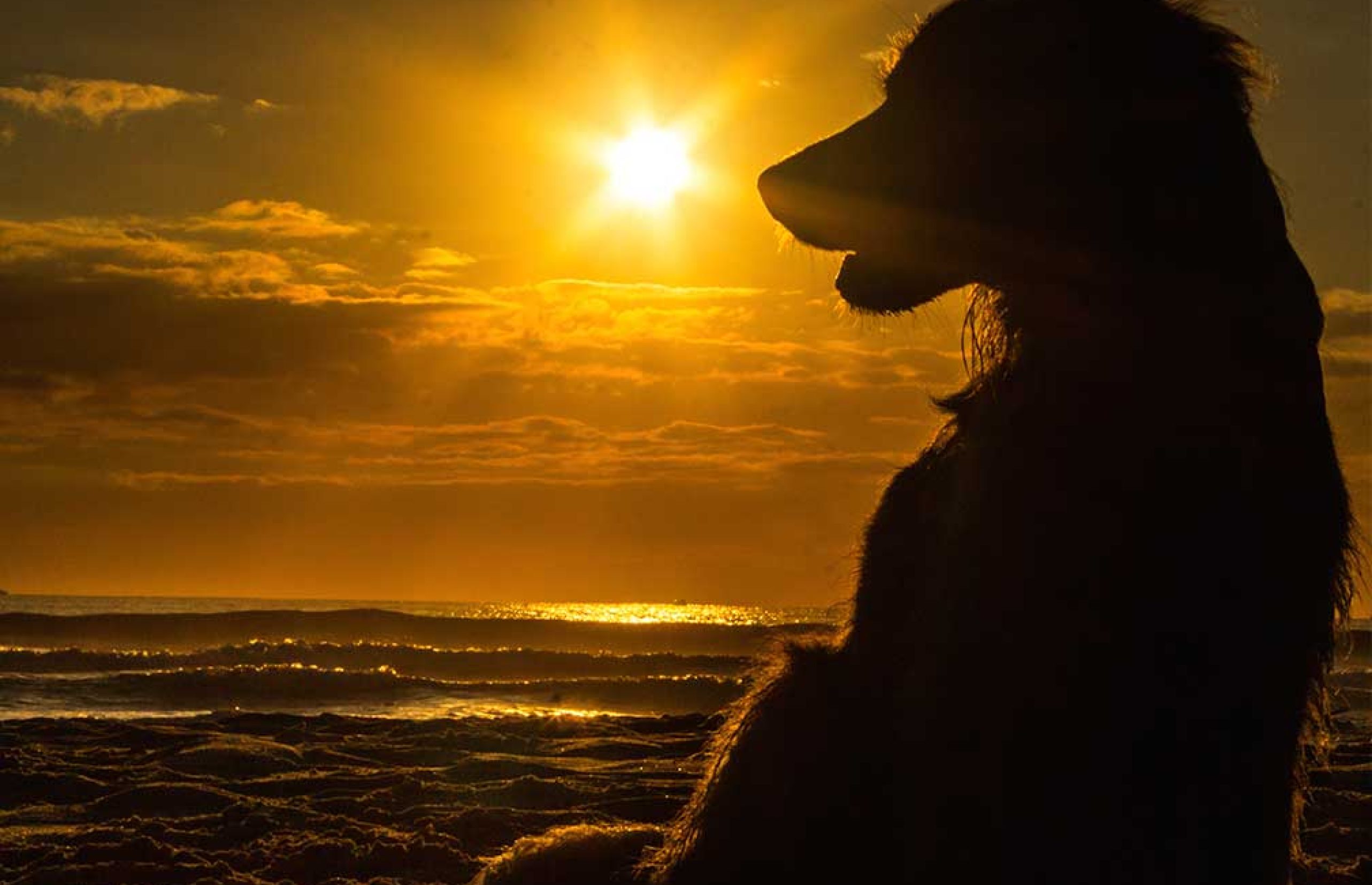 Klarsynsaften-med-hunde-1008x794